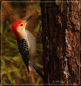 Beautiful in his breeding plumage