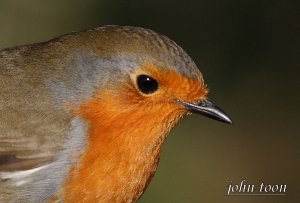 robin