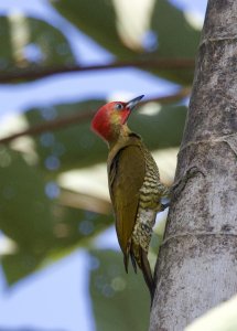 Rufous-winged Woodpecker