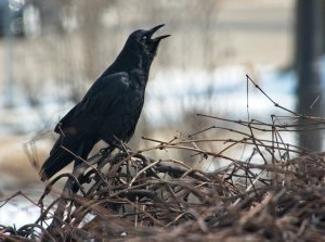 Blue-eyed Crow calling