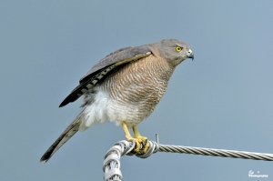 Shikra