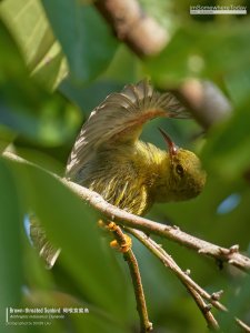 Brown-throated Sunbird - Juvenile, Borneo