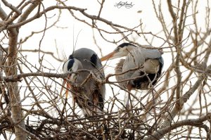 Nesting Great Blue Herons