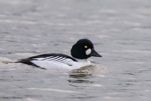 Goldeneye