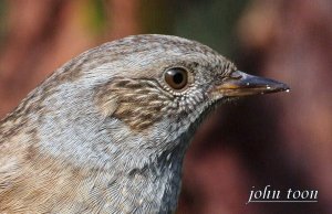 hedge sparrow