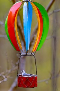 Titmouse enjoying a balloon ride