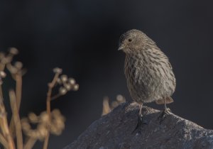 Plumbeous Sierra Finch.jpg