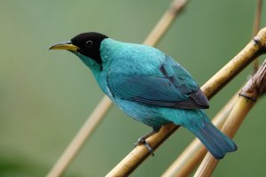 A Green Honeycreeper at the feeder