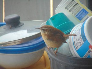 Carolina wren