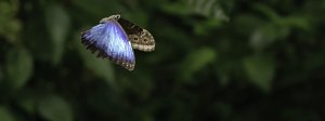 Common Blue Morpho in flight