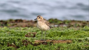 Pacific Golden Plover