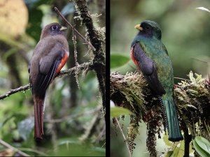 Male and female Collared Trogon