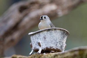 Titmouse enjoying its bath