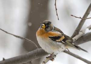 Brambling