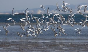 sandwich terns