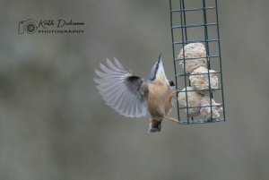 Eurasian Nuthatch