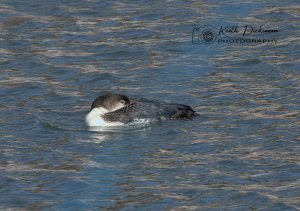 Great Northern Diver