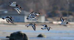 The noisy nine...Oystercatcher