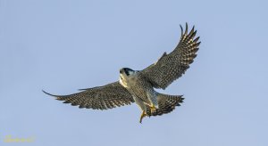 Peregrine Falcon 游隼