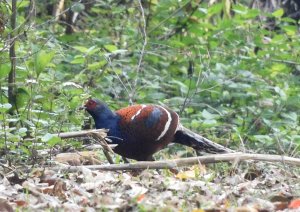 Hume's Pheasant