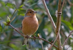 The humble Chaffinch!