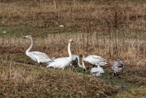 Whooper swans