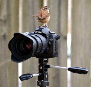 Carolina wren