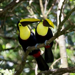 Yellow-throated Toucan’s