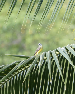 Social flycatcher