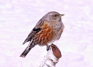 Alpine Accentor