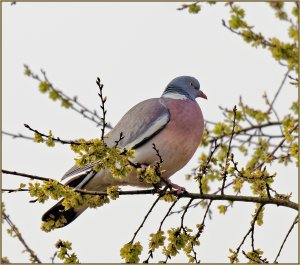 Wood Pigeon