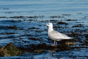 Iceland gull