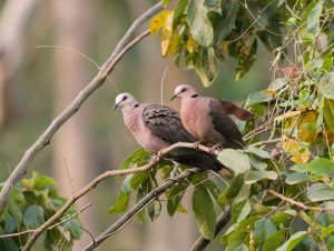 Red Eyed Dove