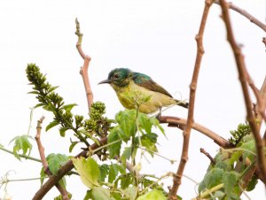 Collared Sunbird Juvenile