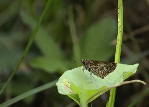 White-veined Skipper