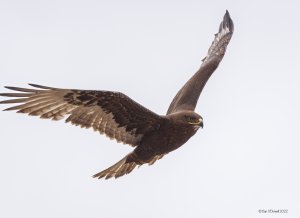 Dark morph Ferruginous hawk