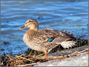 Mallard