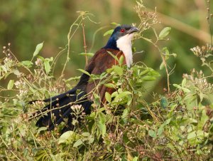 Blue Headed Coucal 5.jpg