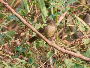 Little Greenbul