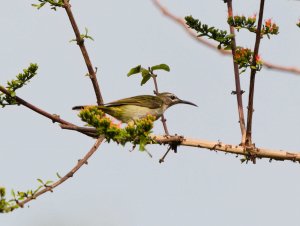 Blue Throated Brown Sunbird Female