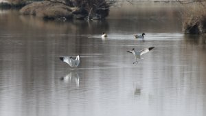 pied avocet