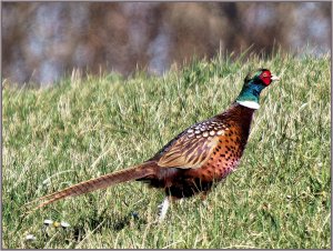 Pheasant