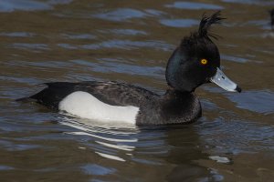Tufted duck.