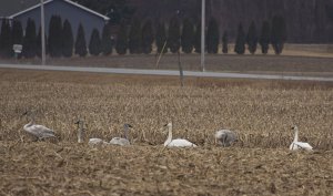 Trumpeter Swans, Central Michigan farm