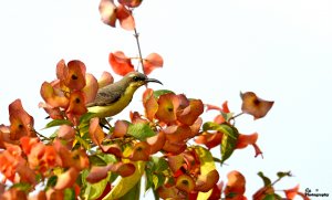 Purple Sunbird - female