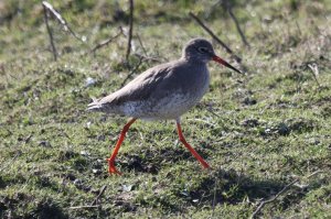 Redshank