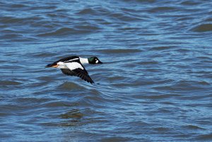 Male goldeneye in flight