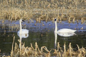 Trumpeter Swans