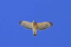 Red-Shouldered Hawk