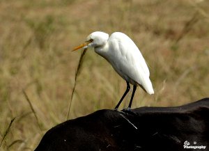 The Cattle and The Egret